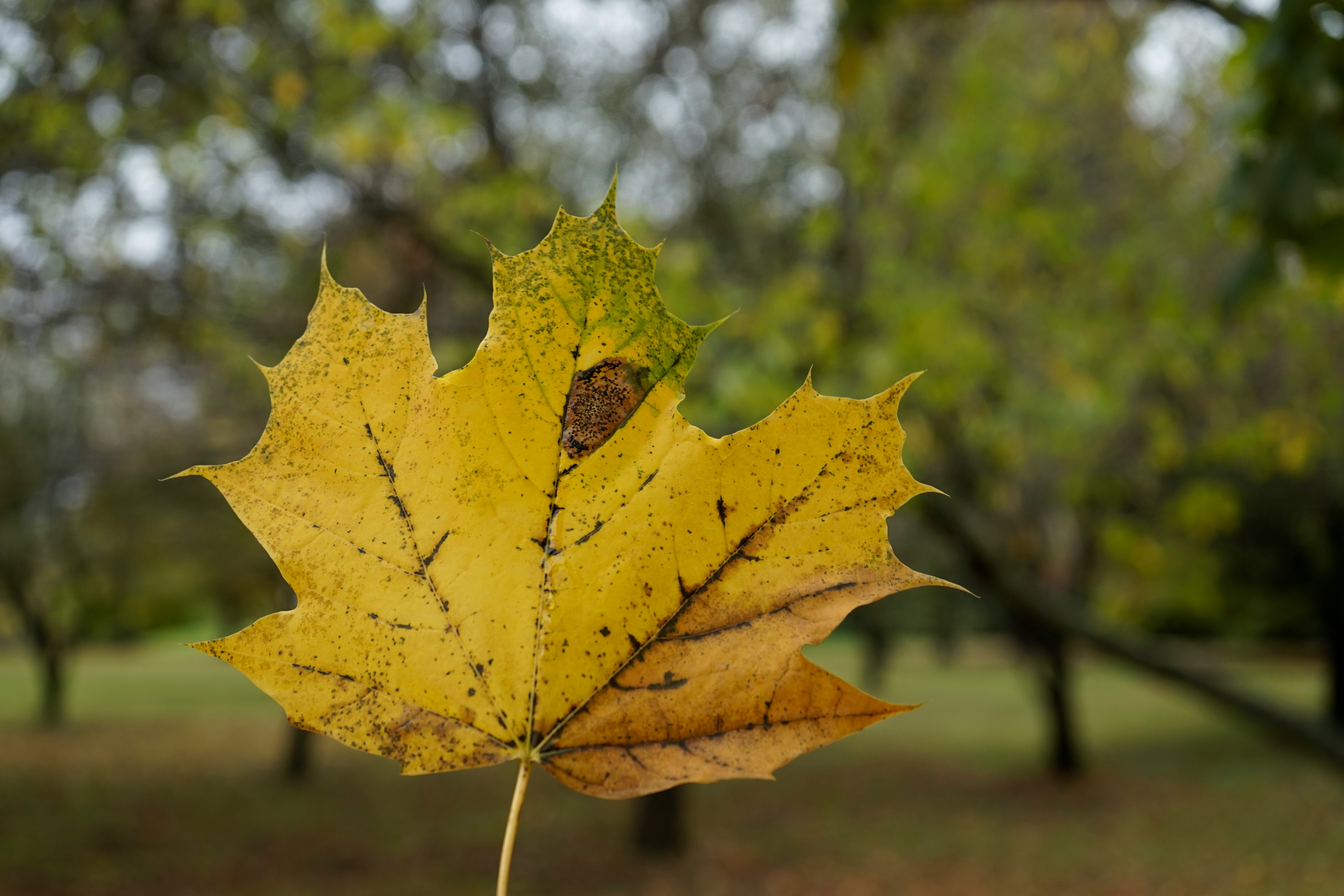 yellow maple leaf in tilt shift lens